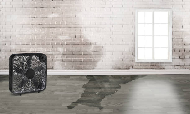 Best Water damage contractors near me  in Central Garage, VA